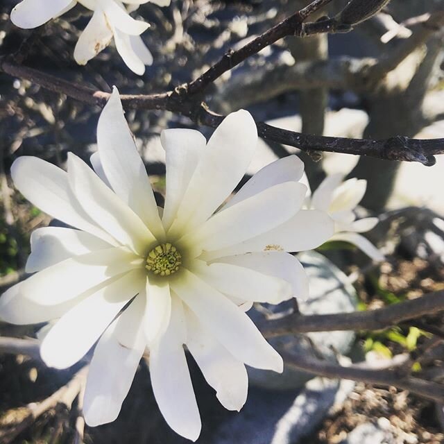 Open tomorrow Monday ! 11:00-6:00, new pastry at the espresso bar, Maritozzo with whip cream and orange segments inside a sweat pastry bun, so tasty with a morning cappuccino, anyway see you all tomorrow 🌸  #southportlandmaine #organicgrocerystore #shoplocal #chefpaolo #italianpastry
